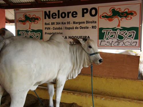 EXPOVEL - Produtores rurais mostram a força da pecuária rondoniense-  Fotos