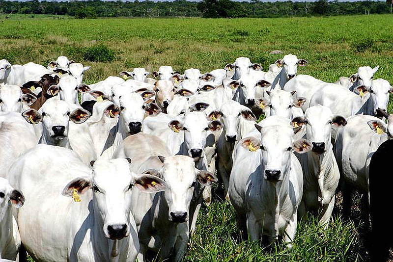 PECUÁRIA: Municípios rondonienses são os maiores criadores de gado do Brasil