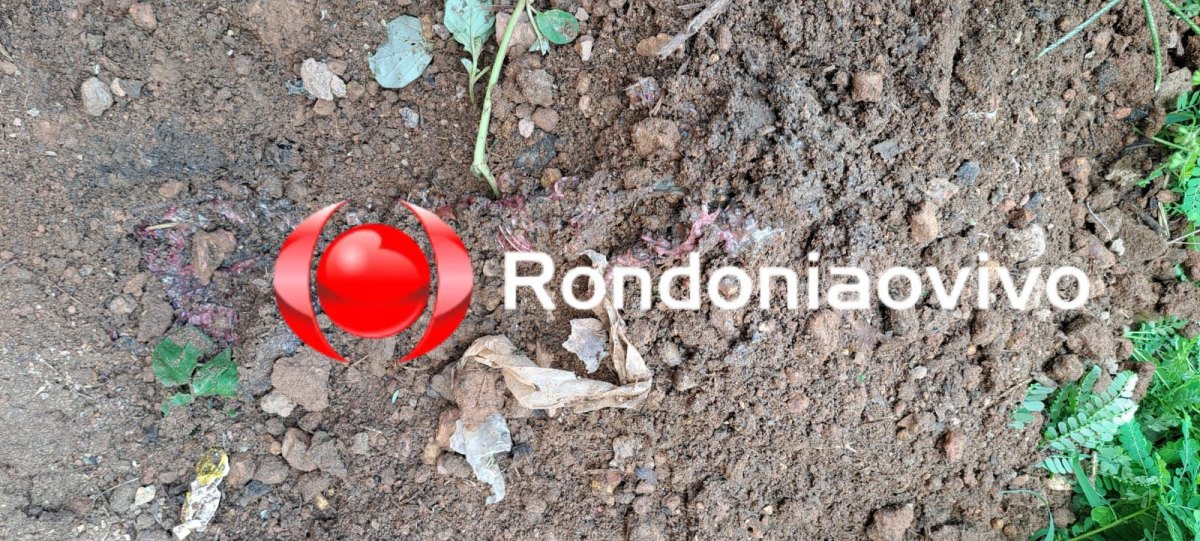 VÍDEO: Pai e mãe são acusados de enterrar feto na frente de casa