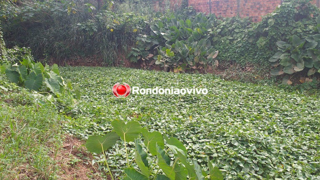 MACONHA: Denarc apreende aproximadamente oito quilos de droga em residência de traficante