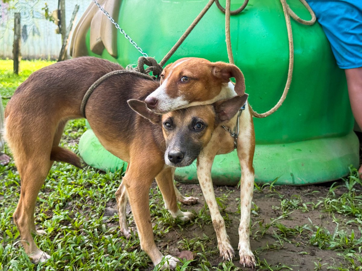 PETS: Distrito de Nazaré vira exemplo de cuidado animal