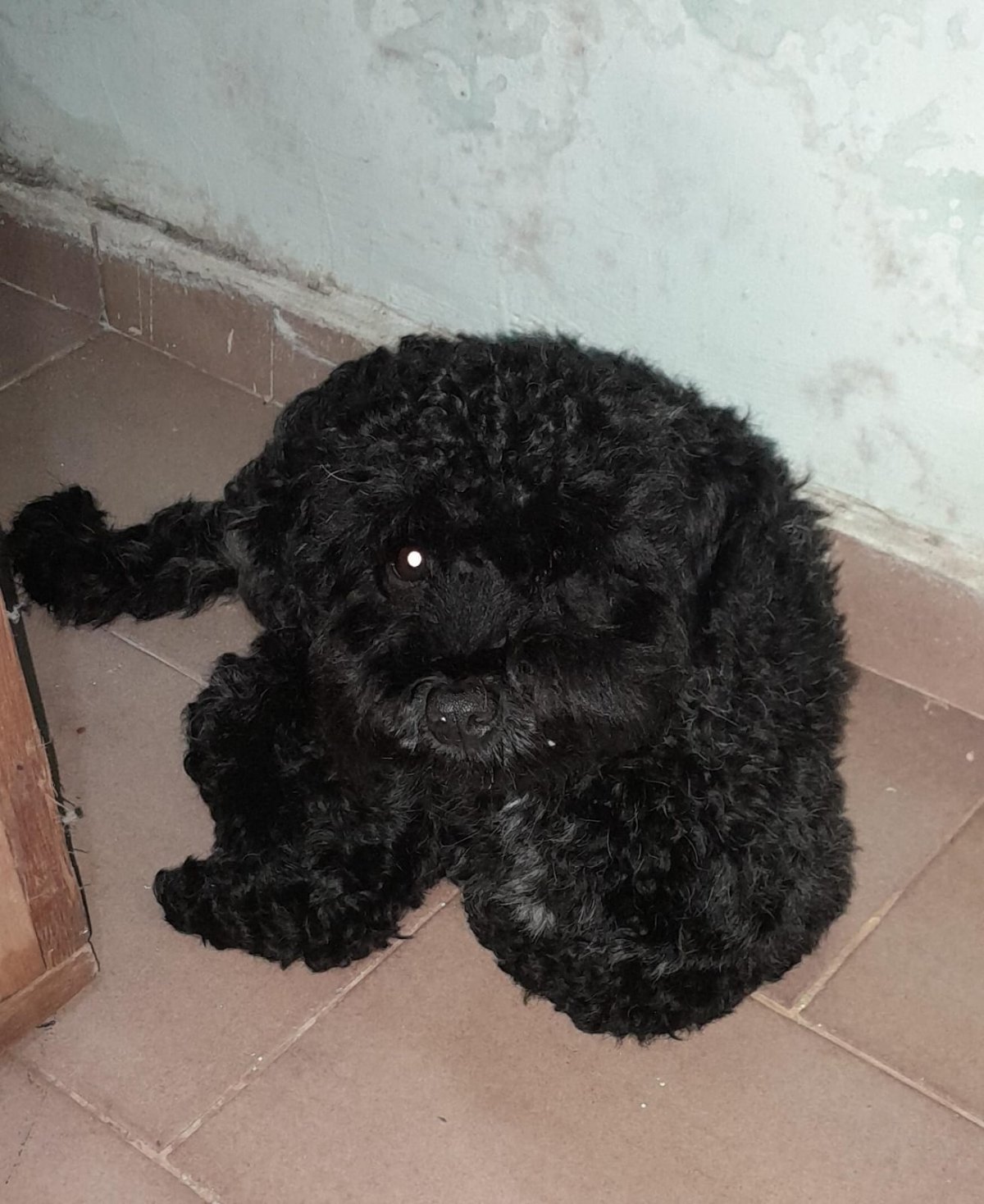 AU-AU: Internauta procura por tutor de poodle encontrado no Centro