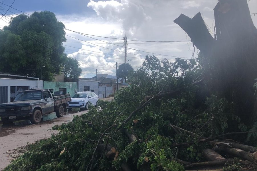 PEDIDO DE PROVIDÊNCIA: Moradora do Cohab denuncia vizinhos que cortaram árvore antiga