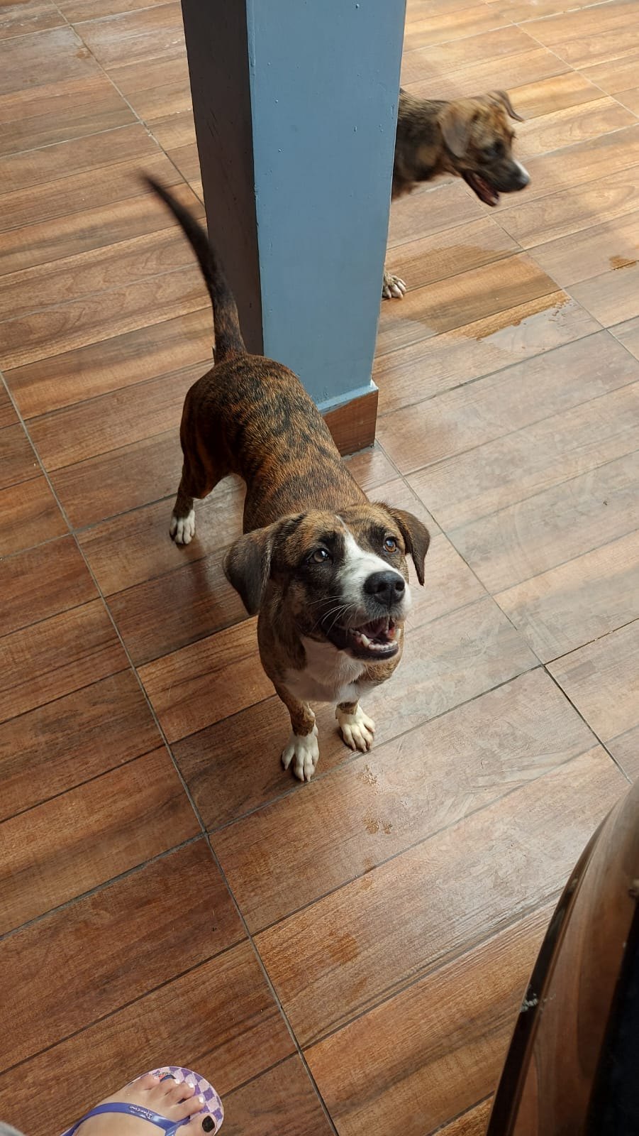 VOCÊ VIU?:  Cadela Bibi desaparece no Igarapé, em PVH