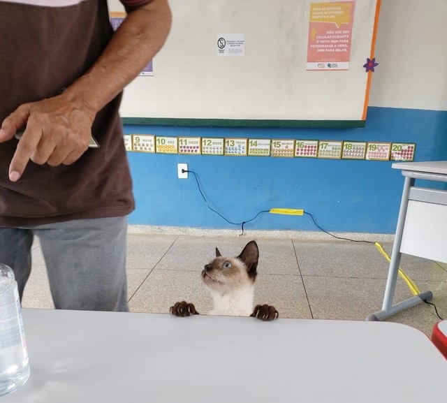 ELEIÇÕES 2020: Eleitor leva gata para cabina de votação em escola de Porto Velho