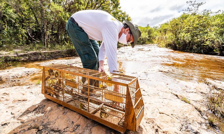 LIBERDADE: Ibama devolve à natureza 248 pássaros vítimas do tráfico