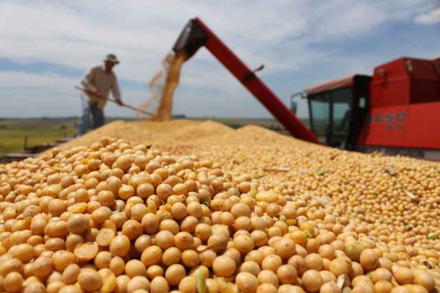 COLHEITA: Produção de soja bate recorde de grãos no estado