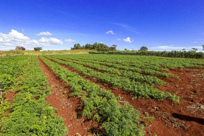 REFORMA AGRÁRIA: Justiça reconhece fazenda em Rondônia como área pública 