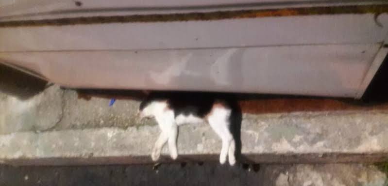 CRUELDADE: Homem é preso após ser flagrado esfaqueando gato e jogando em lixeira