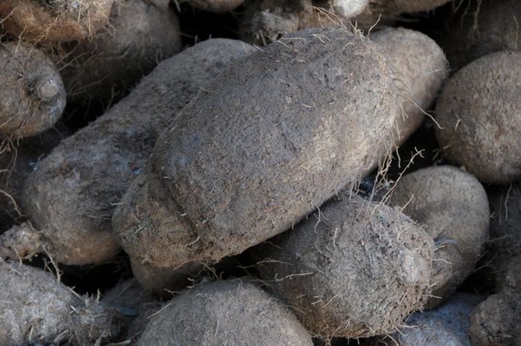 TUBEROSAS: Cultura do inhame é fomentada com assistência técnica em Rondônia