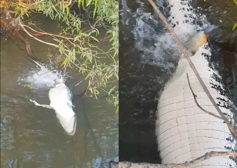 VEJA VÍDEO: Jacaré é devorado por cardume de piranhas