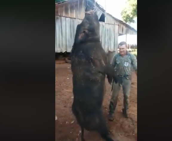 Vídeo de Rolim de Moura mostra imenso Javali abatido