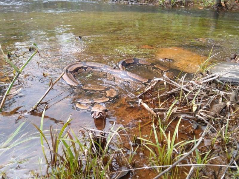 ALERTA: Jiboia de mais de 2 metros é capturada na cidade e devolvida ao habitat