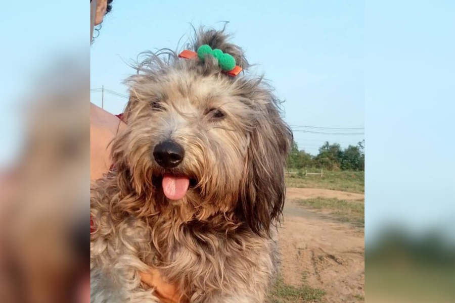 PELUDO PERDIDO: Procura-se shih-tzu ‘Belinha’, desaparecida no bairro Três Maria