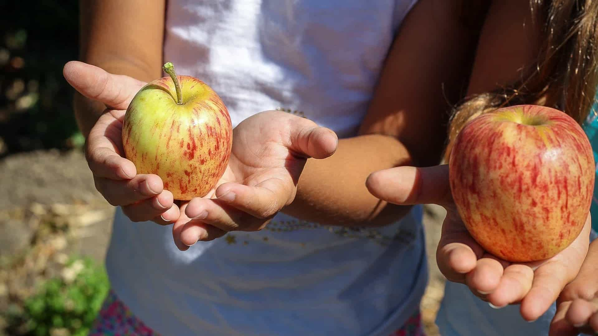 CUIDADOS: Alimentos não higienizados podem ser transmissores do coronavírus