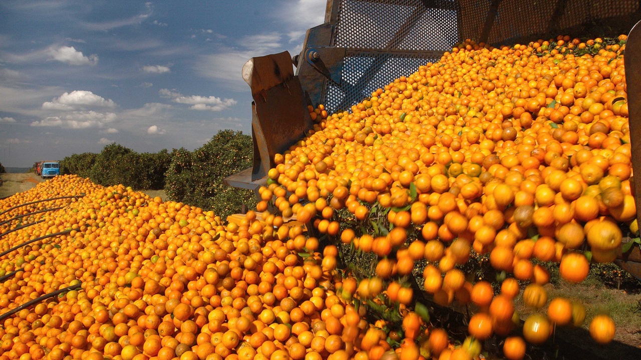 COLHEITA DA LARANJA: Nesse mês de maio deve abranger todas as variedades e demanda pela fruta anima