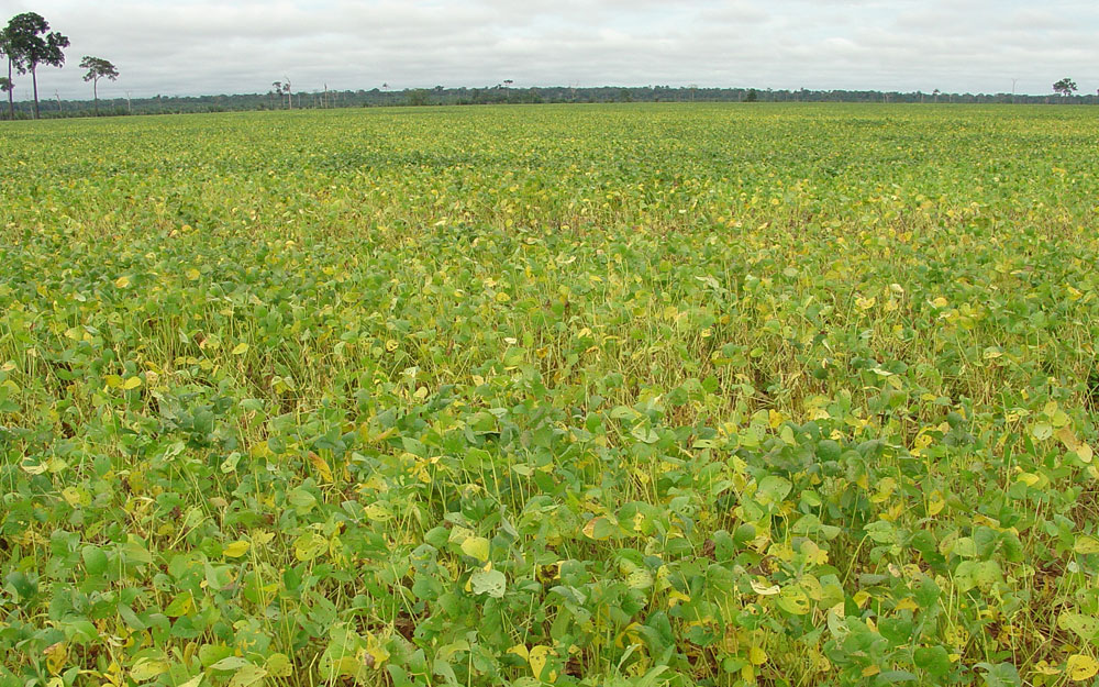 PLANTIO: Ministra lançará oficialmente o plantio da safra de soja em Rondônia