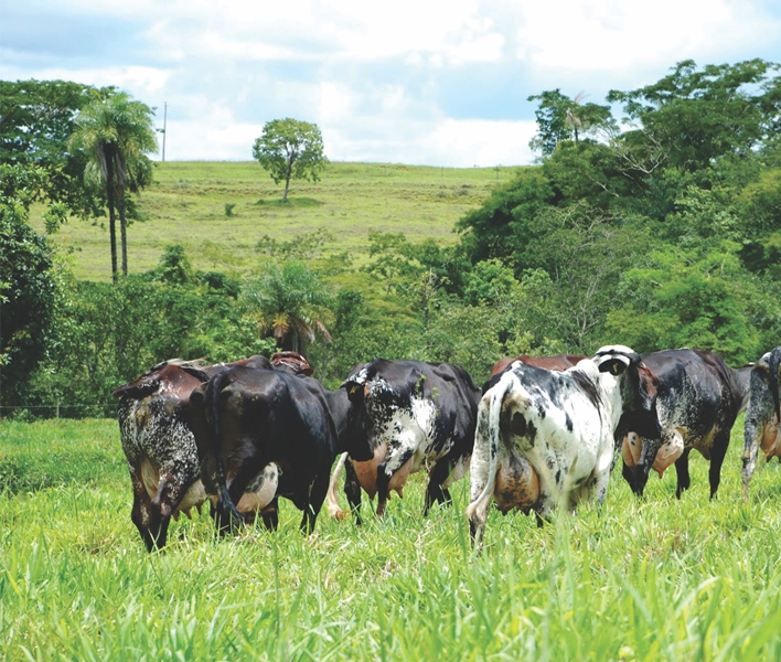 ENCADEAMENTO PRODUTIVO: Sebrae dissemina conhecimento sobre encadeamento produtivo