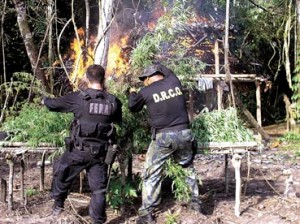 Amazonas - Polícia localiza e destrói 25 mil pés de maconha 