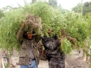 Amazonas - Mais 65.000 pés de maconha são encontrados