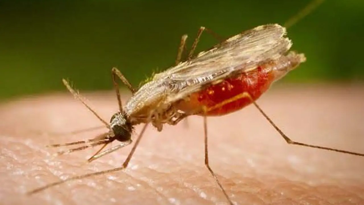 LUTA CONTRA A MALÁRIA: Rondônia reduz 52,8% dos casos de malária no primeiro trimestre de 2025