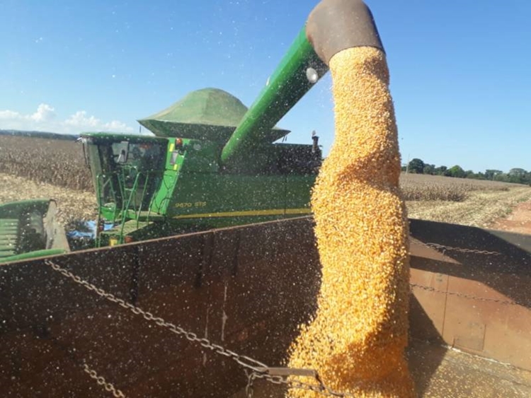 QUEDA: Clima afeta de produção de milho em RO e derruba produção