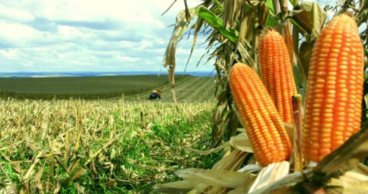 TERROR: Produtores de milho dizem faltar recursos para seguro rural