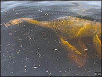 Desvendado mistério do “Monstro do lago Ness”, o bicho  era um...