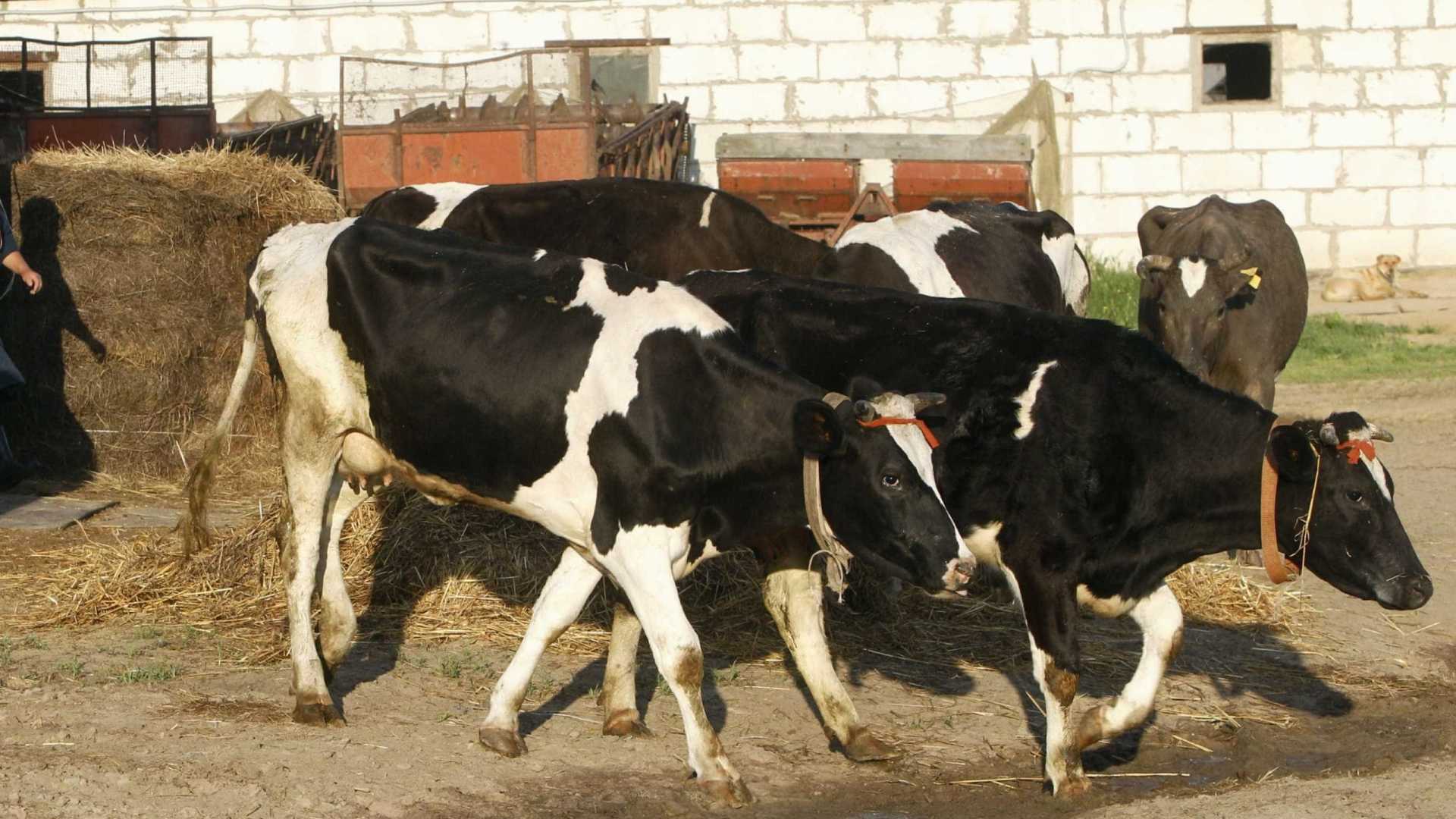 IBGE: Em 11 anos, cresceu uso de terras não legalizadas na agropecuária