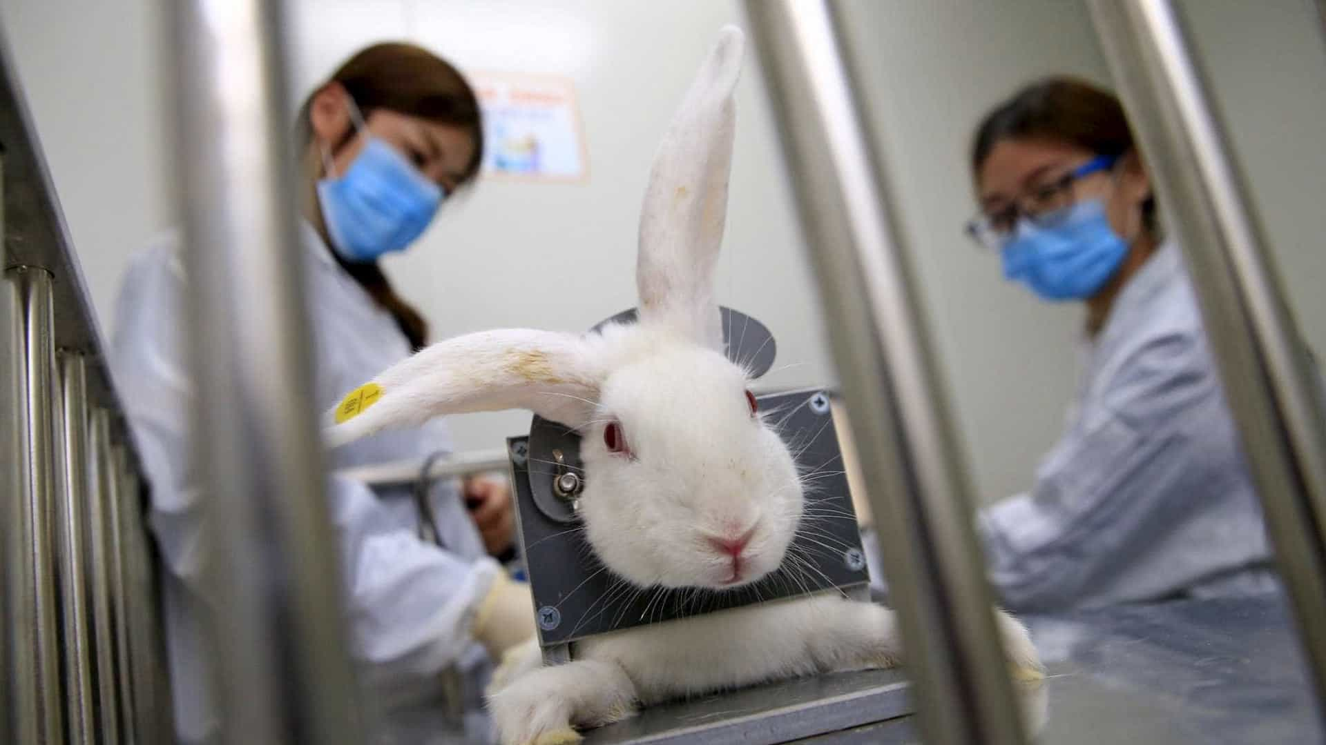 COSMÉTICOS: Avon anuncia fim dos testes em animais em empresas da marca no mundo