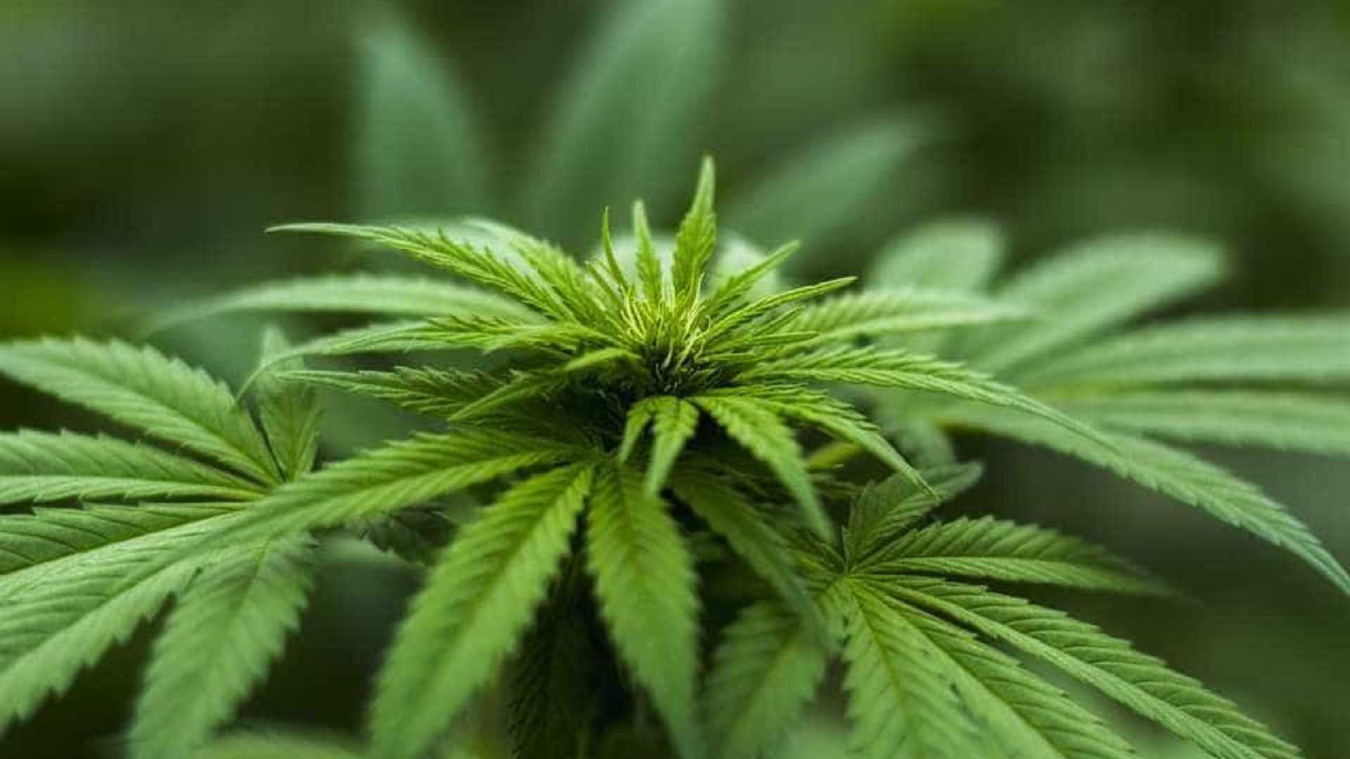 LEI: Portugal aprova uso da maconha para fins medicinais