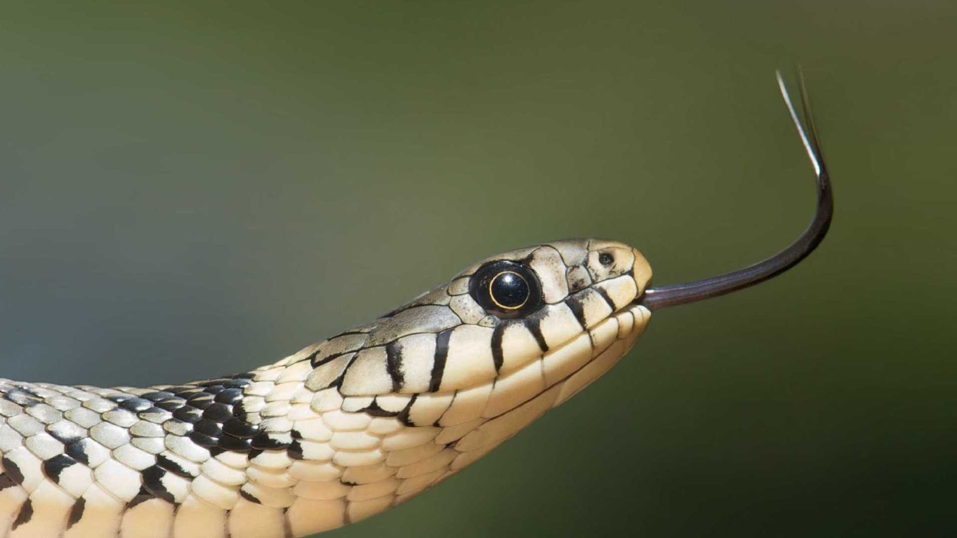 EM INVESTIGAÇÃO: Dançarina é encontrada morta com duas cobras em quarto de boate