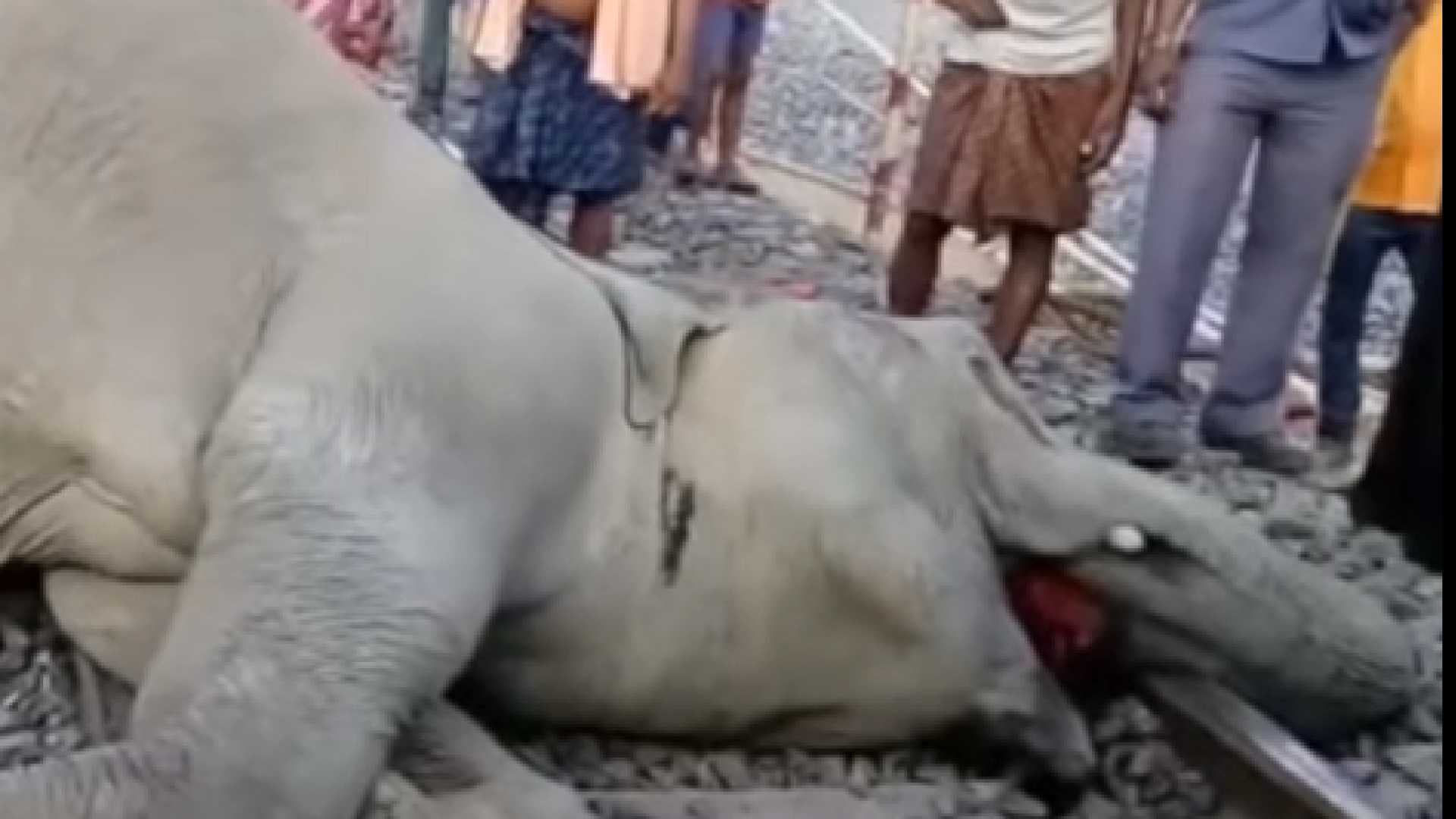 Elefantes morrem após serem atingidos por trem na Índia