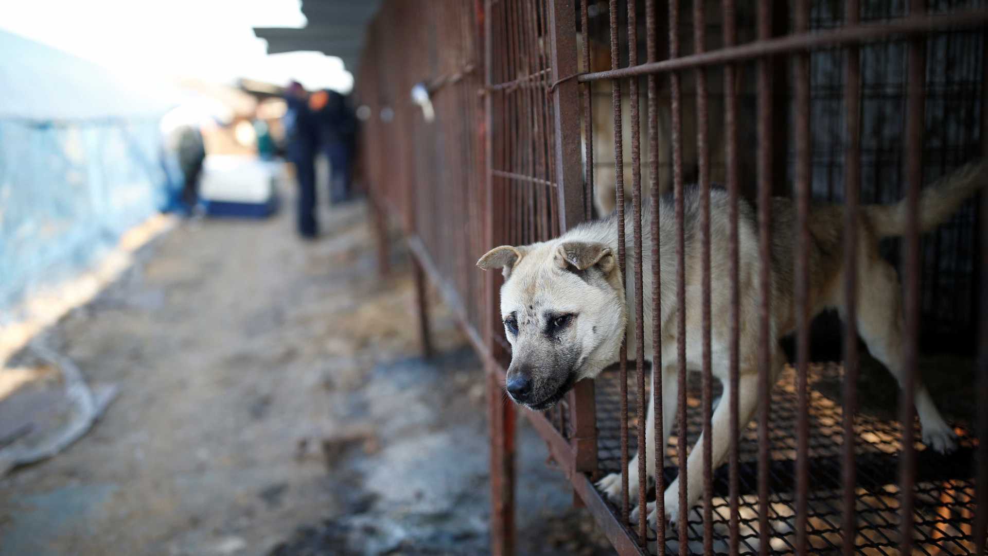 PROTESTOS: Atos pedem fim do consumo de carne de cachorro na Coreia do Sul