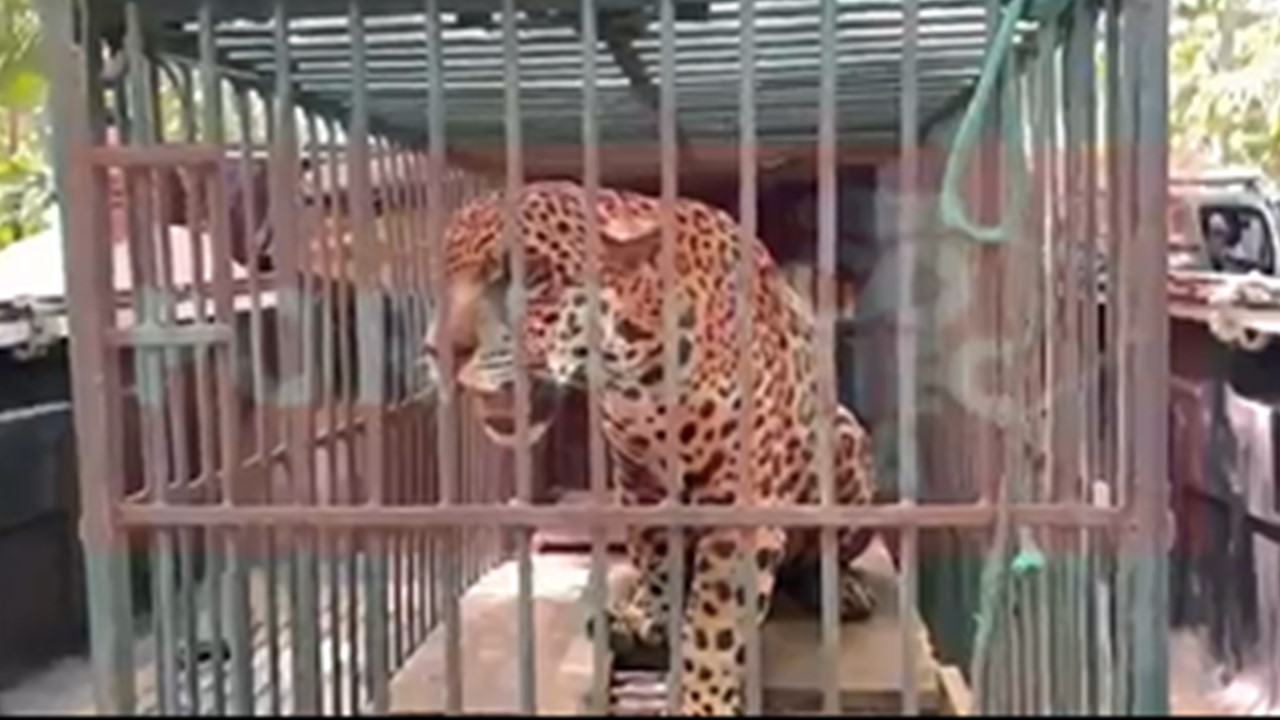 DE VOLTA A FLORESTA: Onça que foi capturada em Ji-Paraná foi solta No Parque Nacional Mapinguari