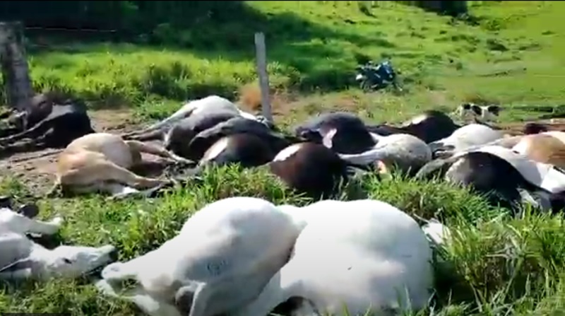 VÍDEO: Raio atinge pastagem e mata mais de 30 cabeças de gado em Rondônia