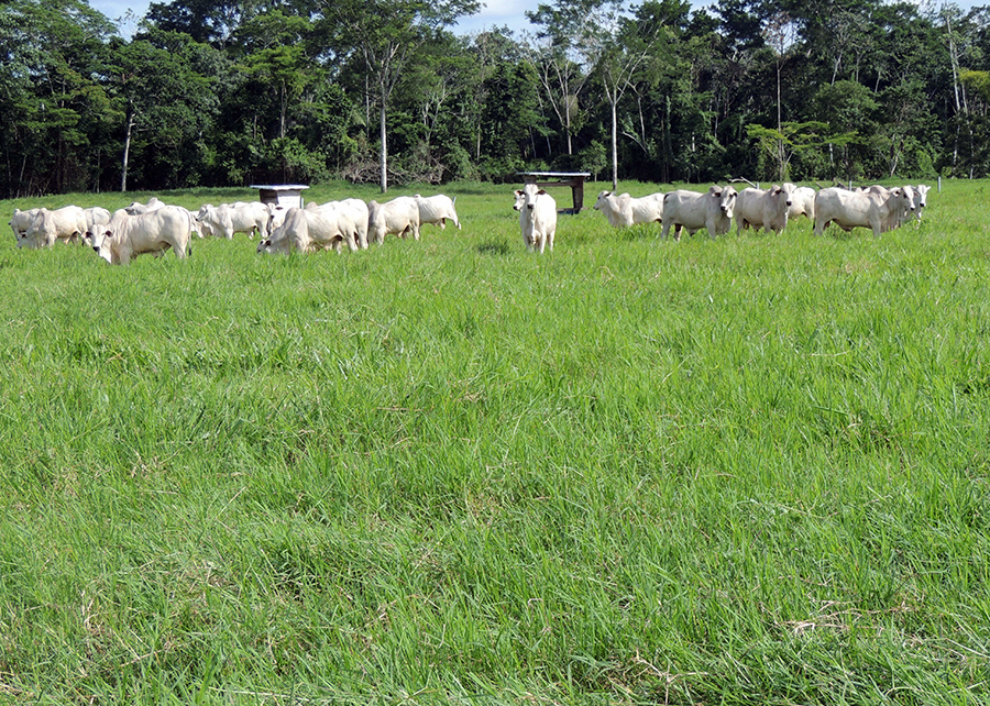 CONVITE: Dia de Campo apresentará opção de forrageira para recuperação de pastagens