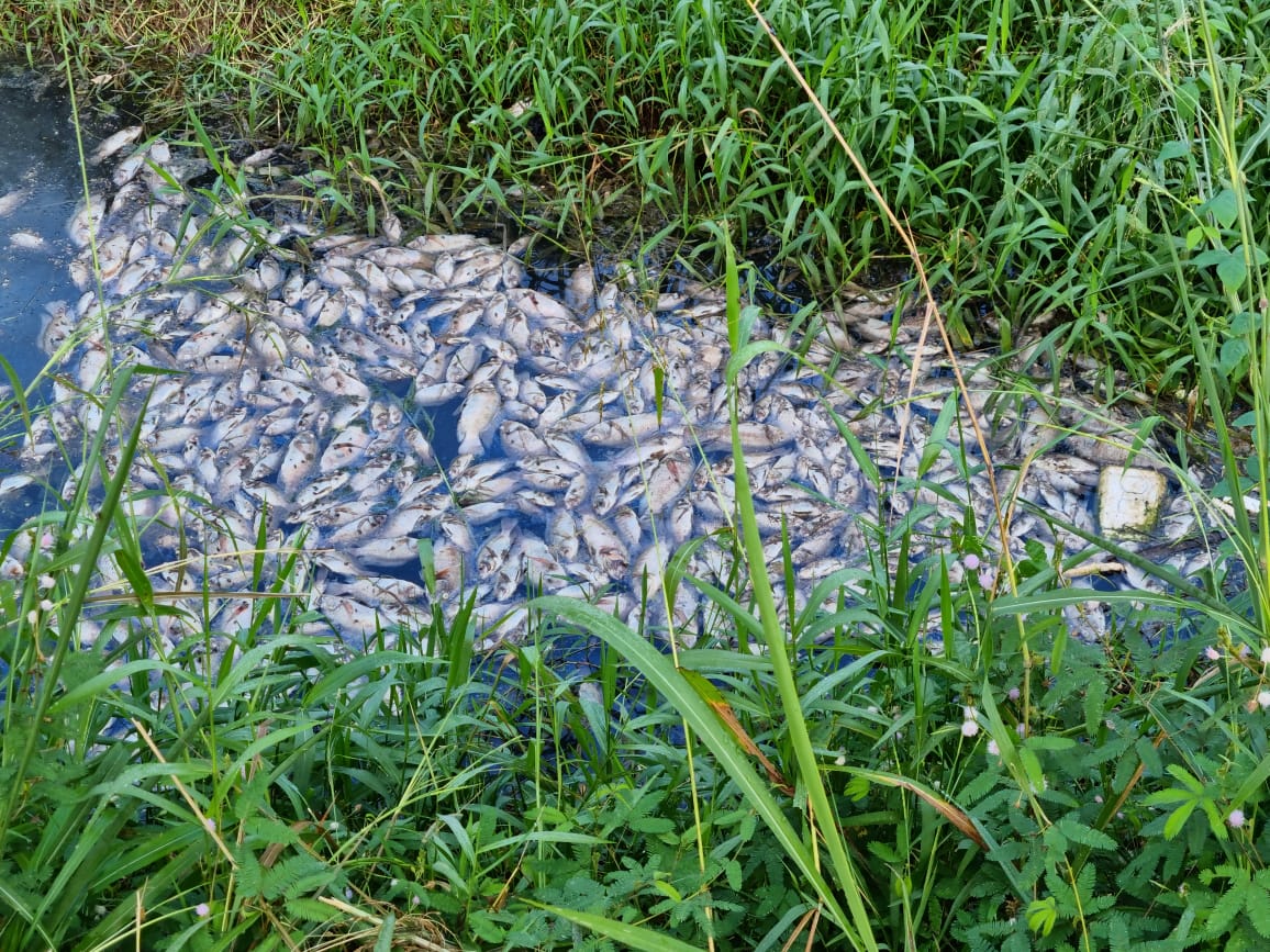 DENÚNCIA: Produtos químicos podem ter sido a causa de morte de peixes no canal do Skate Parque