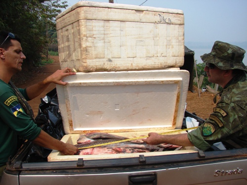 Polícia Ambiental apreende cerca de 300 kg de peixe