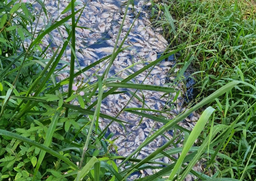 PROVIDÊNCIAS: Prefeitura investiga causa de mortandade de peixes no Skate Parque 