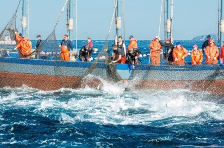 ECONOMIA: Europa recusa pescado do Brasil