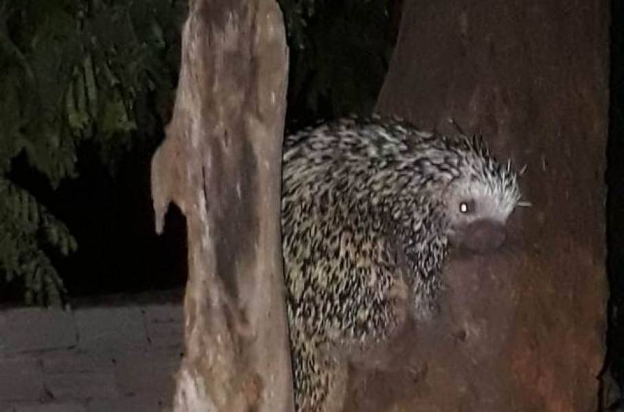 QUEIMADAS: Bombeiros capturam três porcos-espinhos no mesmo dia