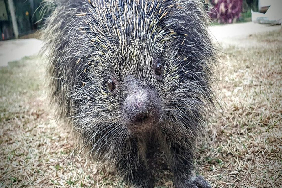 INUSITADO: Porco-espinho é resgatado por Bombeiros na zona sul da capital