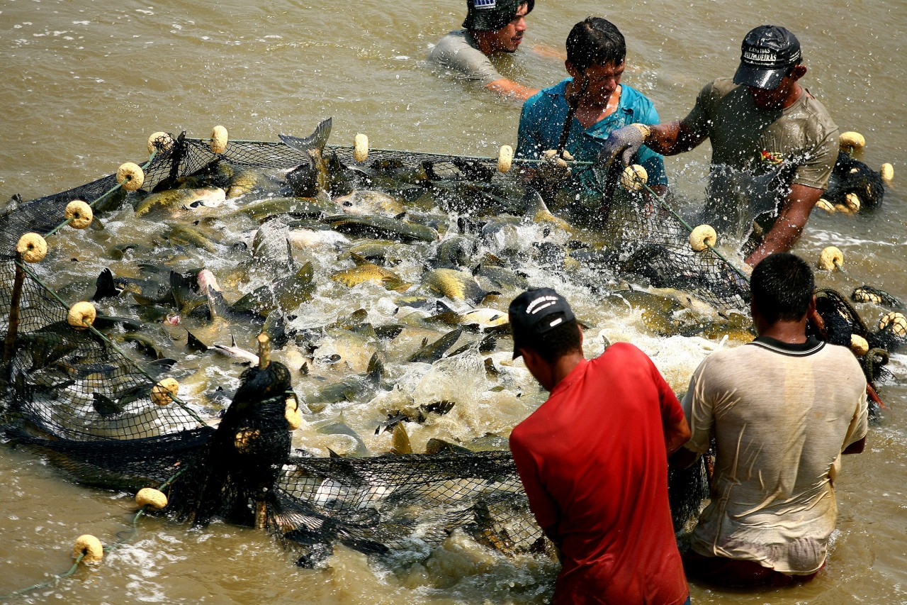 QUALIDADE: Piscicultura terá laboratórios moveis para garantir sanidade do pescado