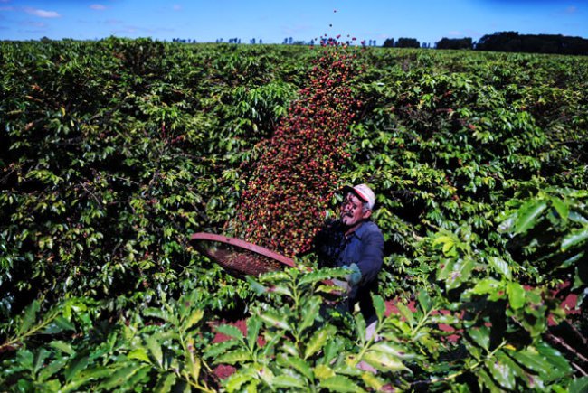 IMPULSO: Produção de café supera 2 milhões de sacas em 2019