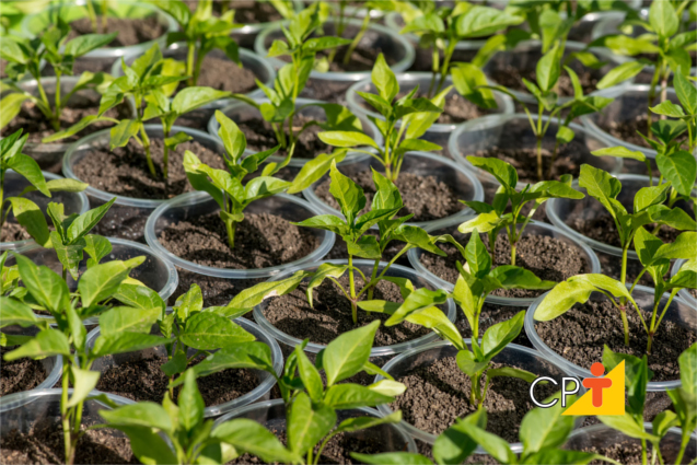 MEIO AMBIENTE: Viveiro Cidadão e projetos patrocinados plantarão cerca de 4.625 mudas