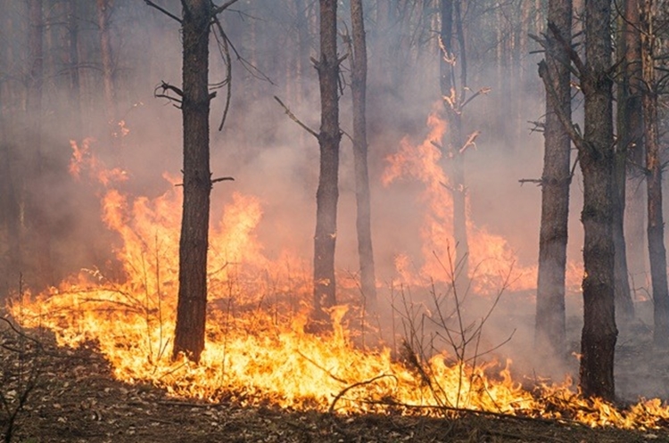 SÓ FOGO: Floresta Jacundá lidera a lista de queimadas em RO com 260 focos