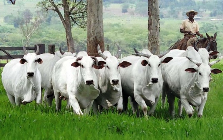 CAMPANHA: Mais de 80 mil produtores rurais de RO declararam o rebanho bovino