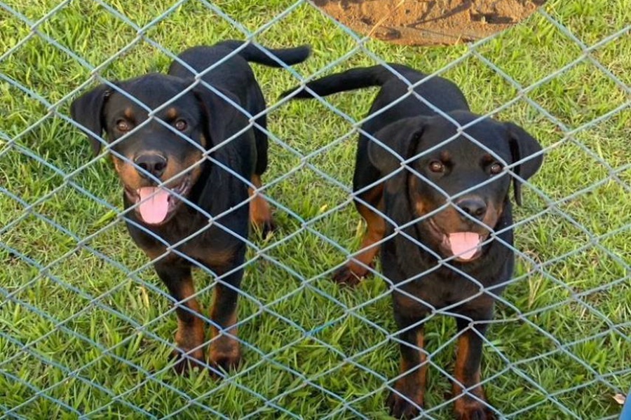 VILHENA: Ladrões invadem empresa e levam cães que vigiavam local