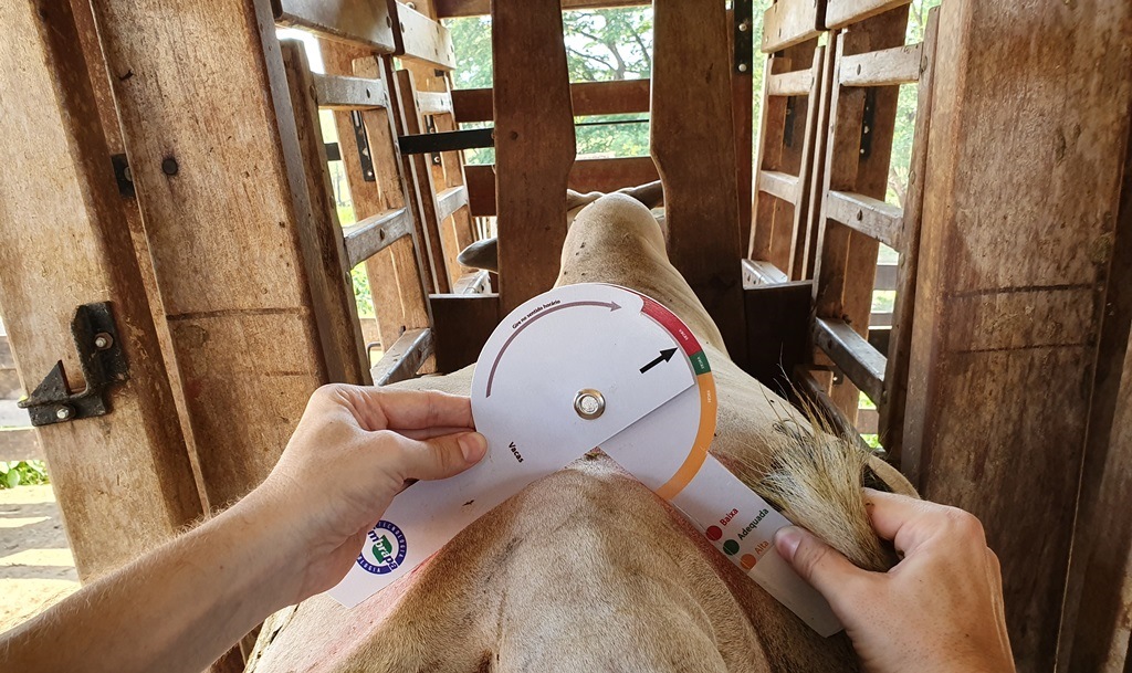 EMBRAPA: Pesquisa desenvolve tecnologia simples e acessível para avaliação de carcaça